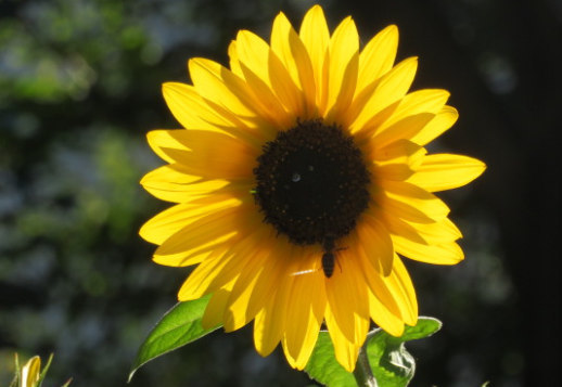 Wundervolle Sonnenblume