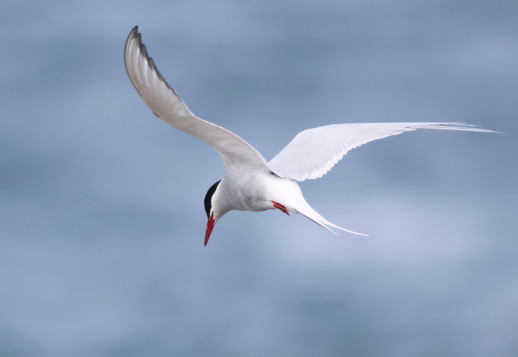 Seht die V&ouml;gel an - 01 Vorschau