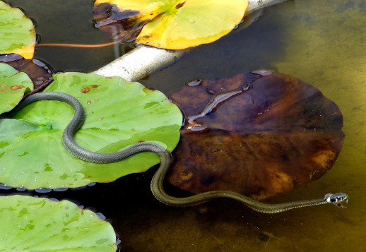 Eine schwimmende Schlange