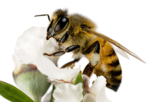 Bienen: wichtige Aufgaben