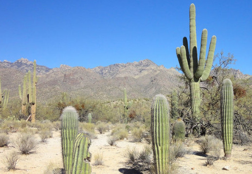 Der Saguaro