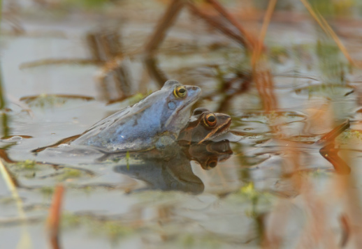 Kennst du den Blauen Frosch?