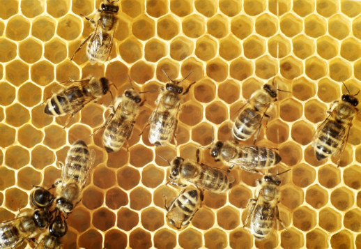 Bienen: kleine Wunder Gottes!