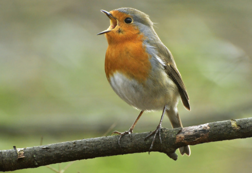 Vogelgesang Vorschau
